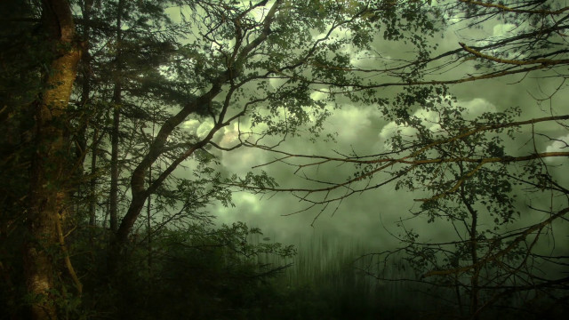 Dark green forest trees clouds free wallpaper - medium preview image