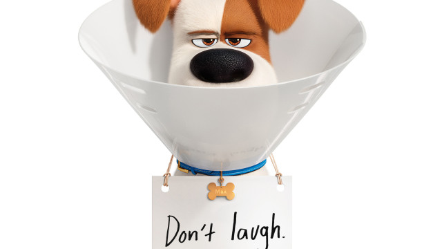 Dog dont laugh sign funny free wallpaper - medium preview image