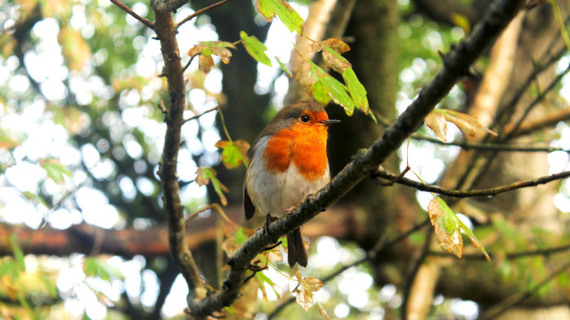 Small bird perched tree branch #2 free wallpaper - medium preview image