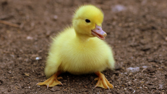 Small yellow duckling sitting dirt free wallpaper - medium preview image