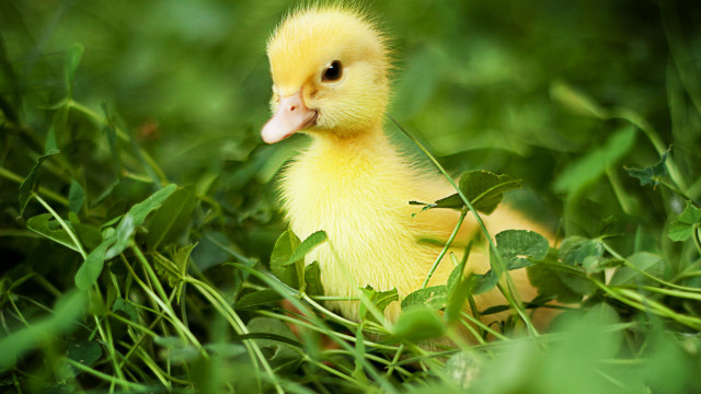 Small yellow duckling grass tongue free wallpaper - medium preview image