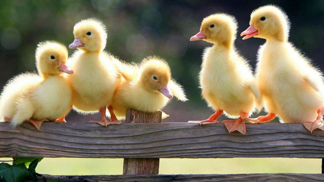 Ducks sitting wooden fence post free wallpaper - medium preview image