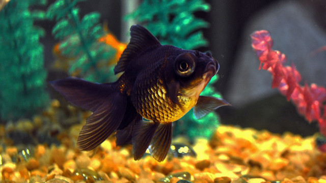 Fish swimming water rocks plants #2 free wallpaper - medium preview image