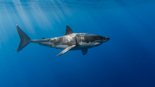 Great white shark swimming ocean #5 free wallpaper - medium preview image