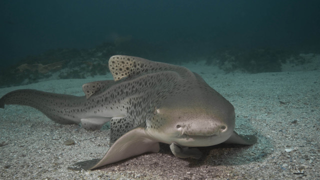 Large fish spotted head ocean free wallpaper - medium preview image