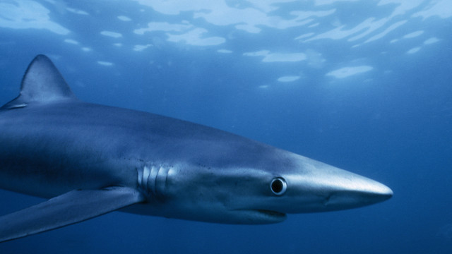 Large shark swimming ocean camera #2 free wallpaper - medium preview image