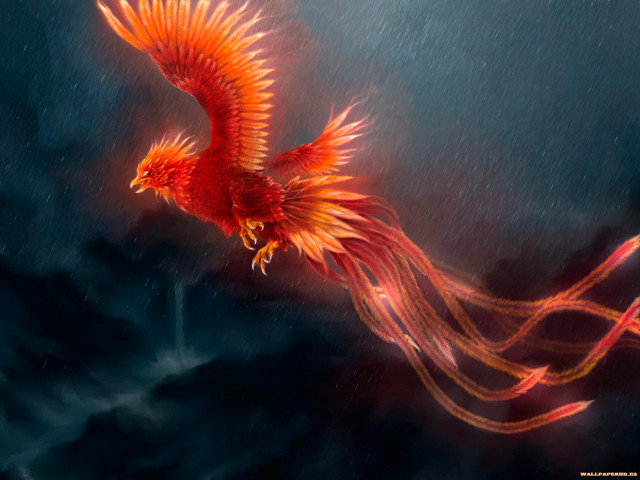 Red bird flying long tail free wallpaper - medium preview image
