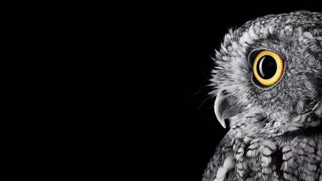 Bird closeup yellow eyes black free wallpaper - medium preview image