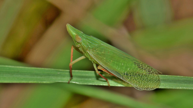 Green insect plant stem macro free wallpaper - medium preview image