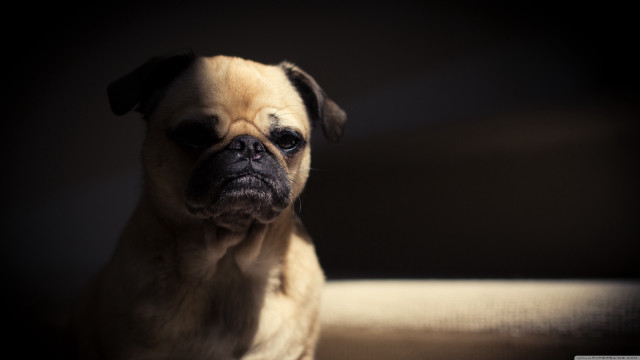 Small dog couch black background free wallpaper - medium preview image
