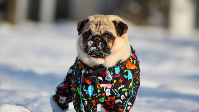 Small dog colorful jacket snow free wallpaper - medium preview image