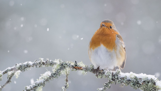 Bird sitting branch snow falling free wallpaper - medium preview image