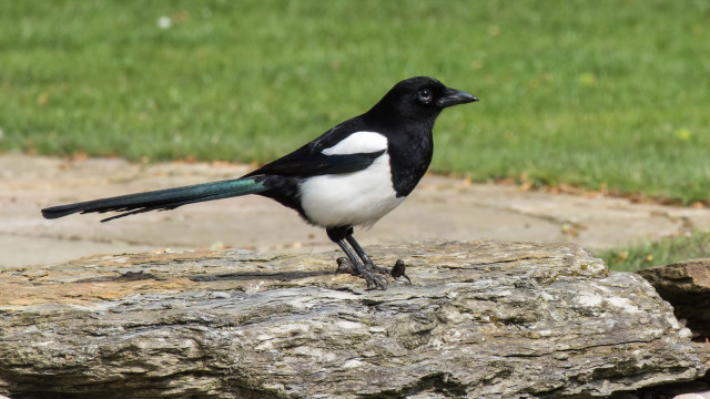 Black white bird rock park free wallpaper - medium preview image