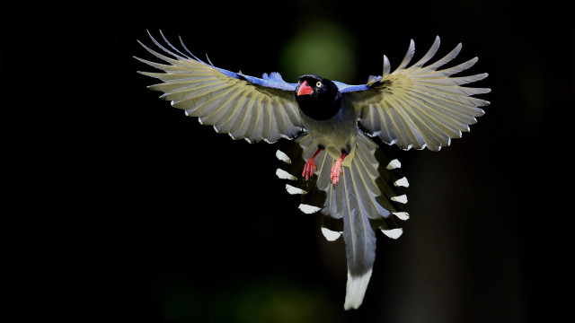 Bird wings spread out air free wallpaper - medium preview image