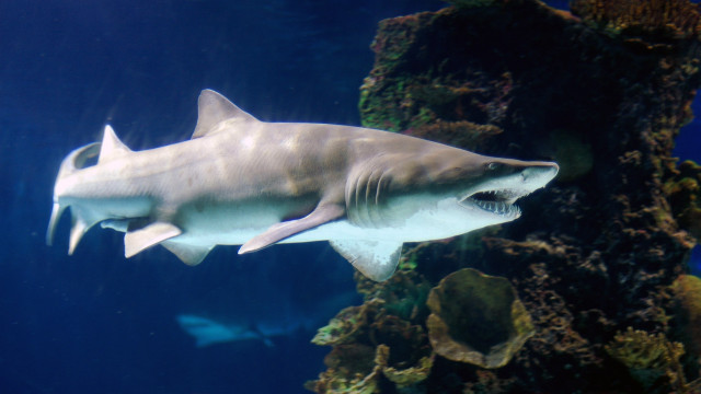 Large white shark aquarium fish free wallpaper - medium preview image