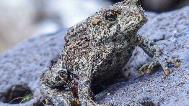 Frog sitting rock bug mouth free wallpaper - medium preview image