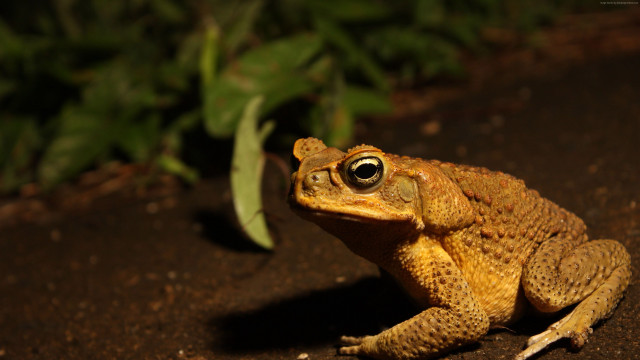 Frog plant ground leaves background free wallpaper - medium preview image