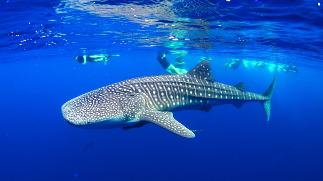 Whale ocean people swimming wetsuit free wallpaper - medium preview image