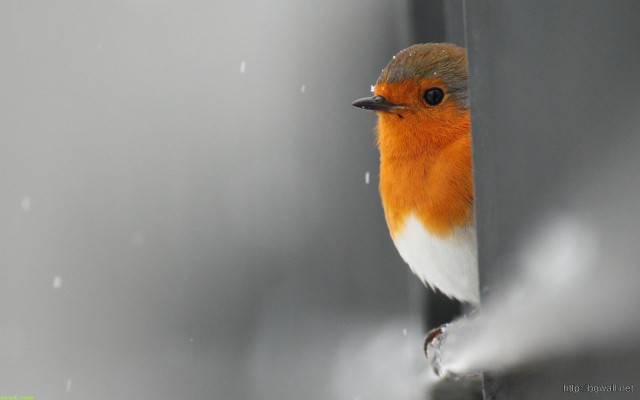 Small bird standing on ledge free wallpaper - medium preview image
