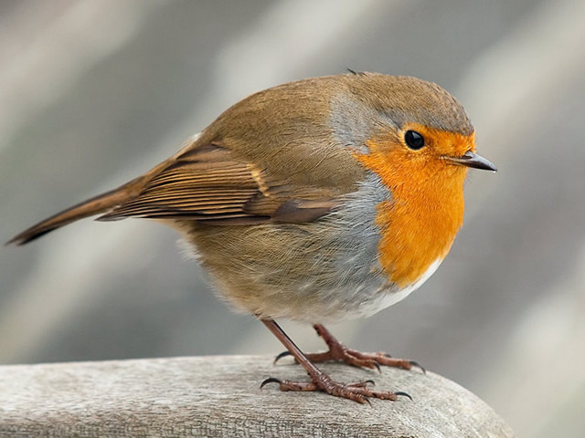 Small bird wooden bench wall free wallpaper - medium preview image