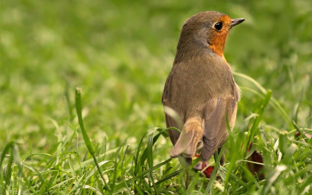 Bird standing grass looking distance free wallpaper - medium preview image