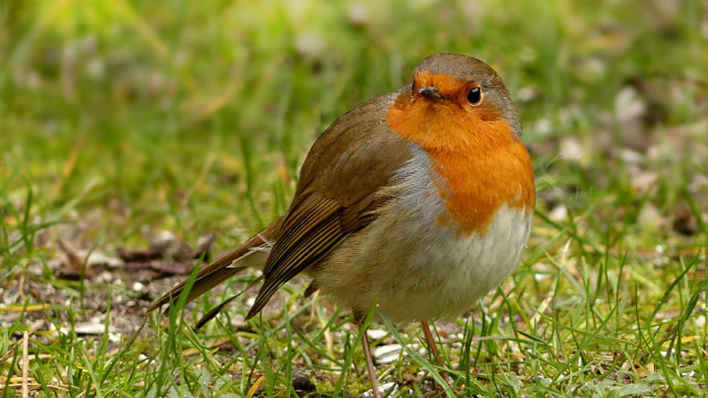 Small bird grass sunlight daytime free wallpaper - medium preview image