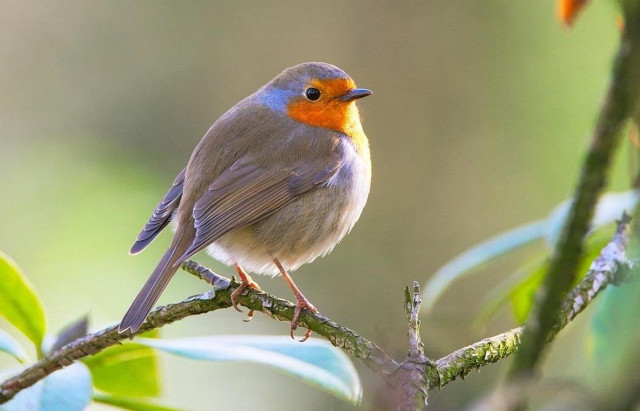 Small bird perched branch tree #6 free wallpaper - medium preview image