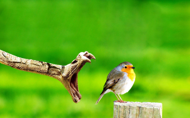 Bird perched wooden post lizard free wallpaper - medium preview image