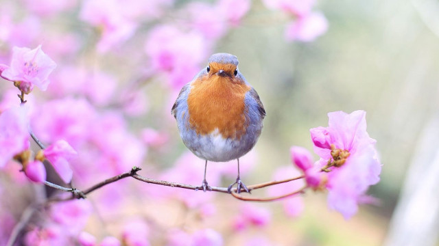 Small bird branch pink flowers free wallpaper - medium preview image