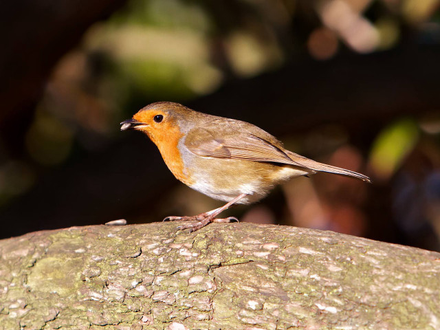 Small bird perched branch sun #2 free wallpaper - medium preview image