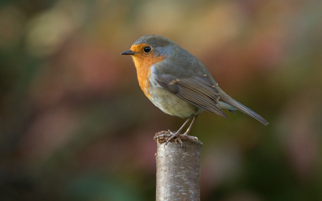 Small bird wooden pole forest free wallpaper - medium preview image