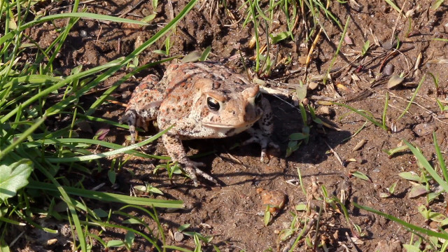 Frog sitting dirt grass sunlight free wallpaper - medium preview image