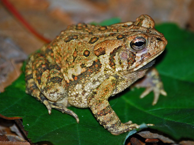 Frog leaf ground blurry background free wallpaper - medium preview image