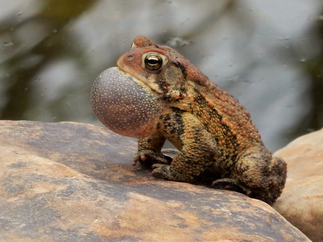 Frog sitting rock eyes open free wallpaper - medium preview image