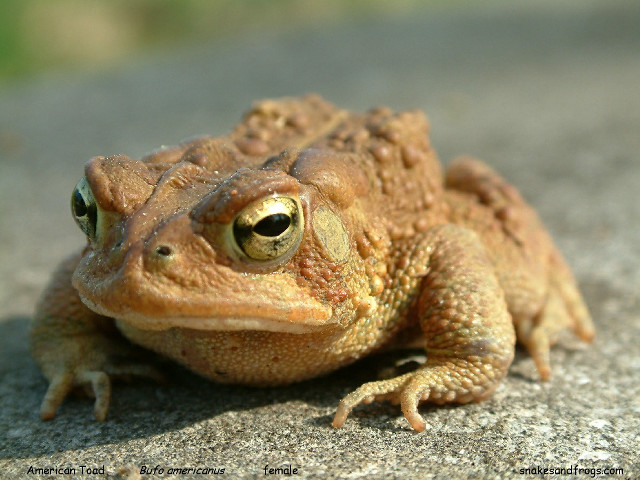 Frog large brown body black free wallpaper - medium preview image