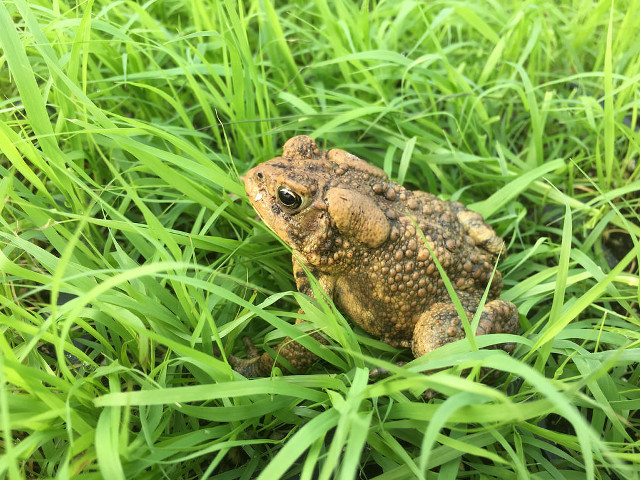 Frog grass camera background image free wallpaper - medium preview image
