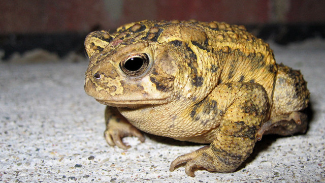 Small brown black frog brick free wallpaper - medium preview image