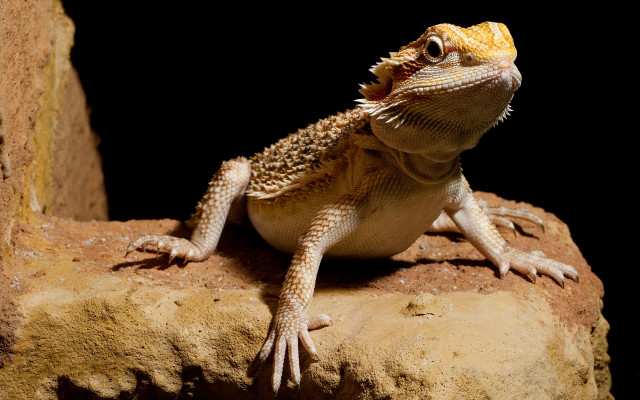 Lizard sitting rock mouth open free wallpaper - medium preview image