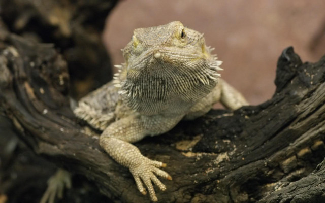 Lizard tree branch zoo enclosure #2 free wallpaper - medium preview image