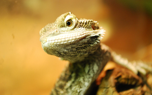 Lizard closeup tree branch blurry free wallpaper - medium preview image