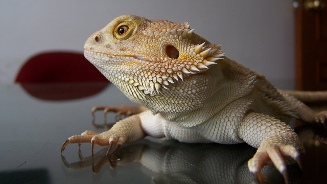 Lizard closeup table red object free wallpaper - medium preview image