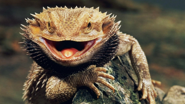 Lizard mouth open tongue out free wallpaper - medium preview image