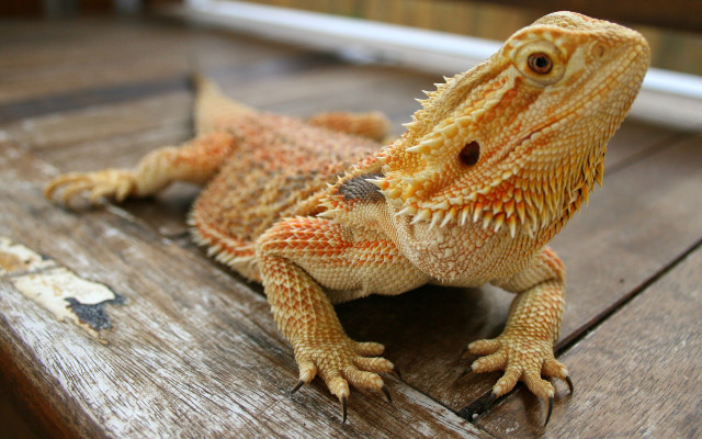Lizard closeup wooden table blurry free wallpaper - medium preview image