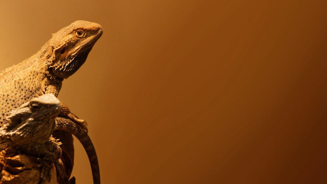 Lizard branch room lightbrown background free wallpaper - medium preview image