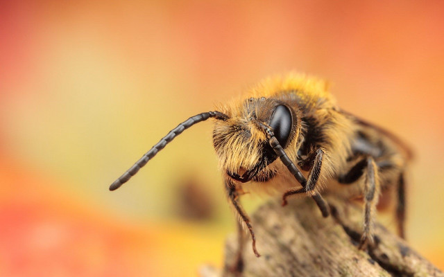 Bee wood macro orange blur free wallpaper - medium preview image