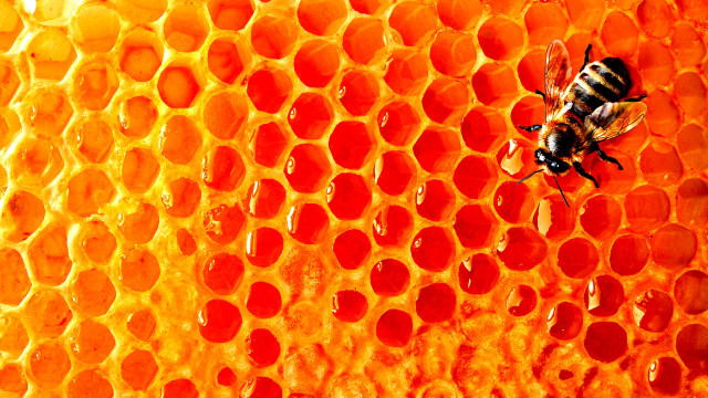 Bee honeycomb honey cells water free wallpaper - medium preview image