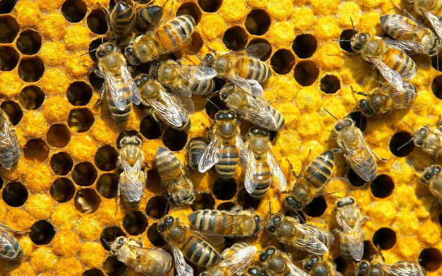 Bees honeycomb pollen beehive sunflower free wallpaper - medium preview image