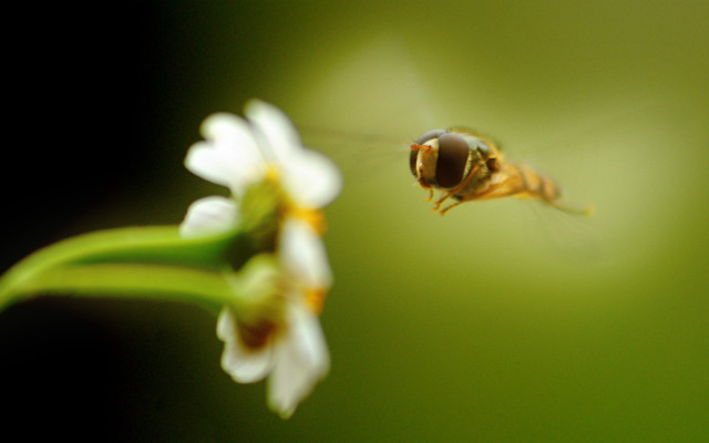 Bee flying over flower blurry free wallpaper - medium preview image