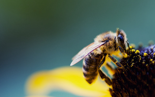 Bee flower wings macro ecological free wallpaper - medium preview image