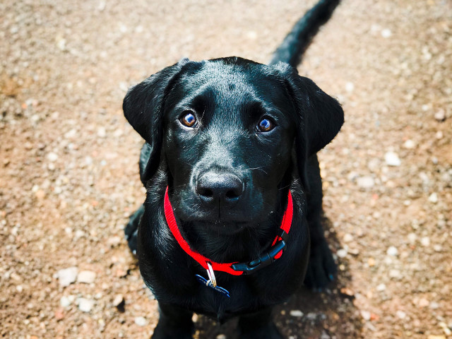 Black dog red collar sad free wallpaper - medium preview image